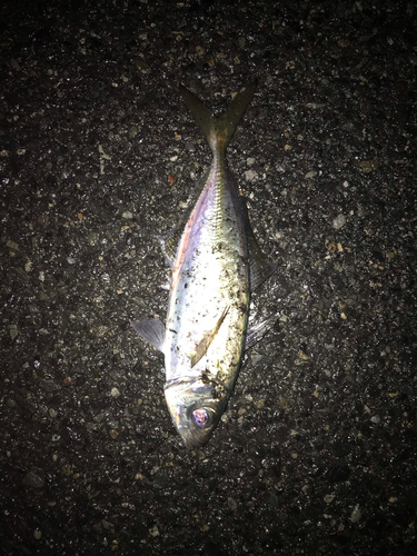 マアジの釣果