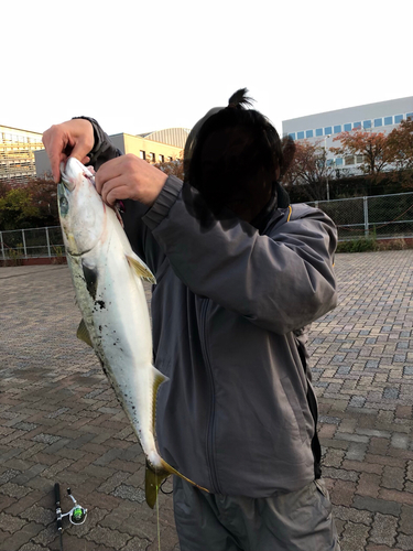 ワラサの釣果