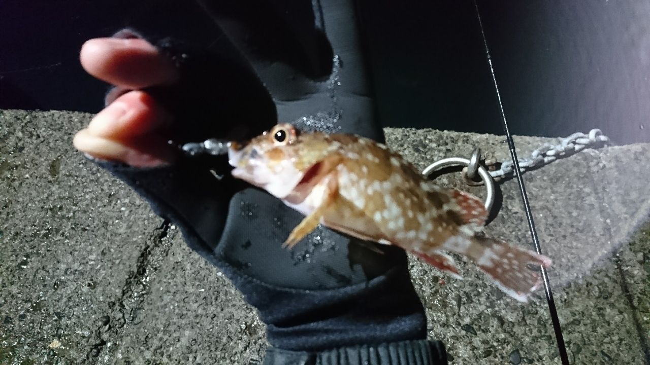 カサゴ