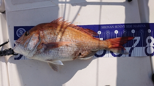 マダイの釣果