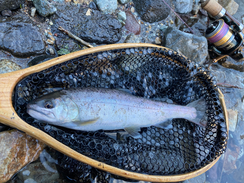 ヤマメの釣果