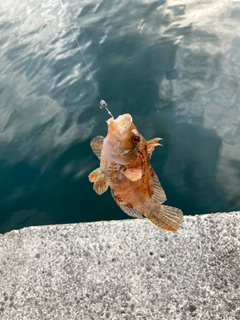 オハグロベラの釣果