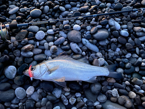 ヒラスズキの釣果