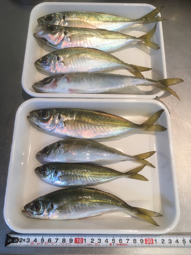 アジの釣果