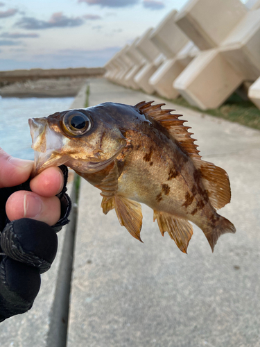 カニの釣果