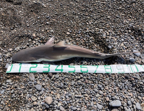 サメの釣果