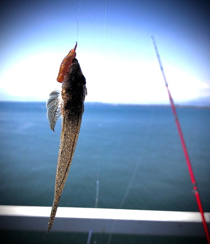 メゴチの釣果