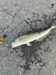 ホッケの釣果