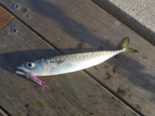 サバの釣果