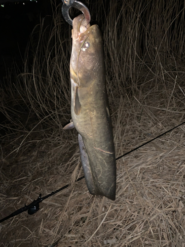 ナマズの釣果