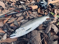 サツキマスの釣果