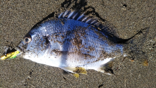 キビレの釣果