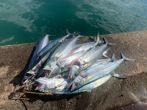 サゴシの釣果