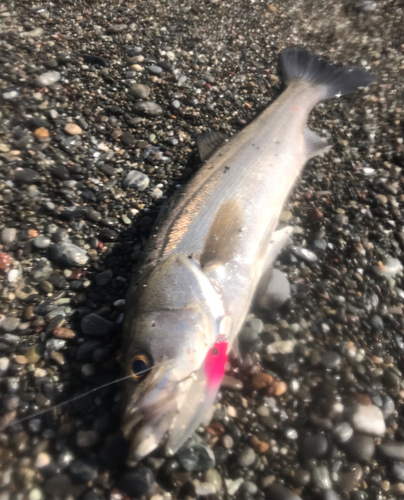 フッコ（マルスズキ）の釣果