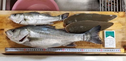 マダカ（マルスズキ）の釣果