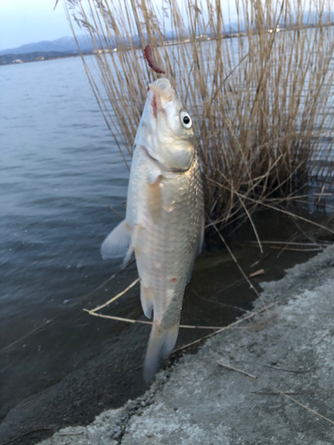 フナの釣果