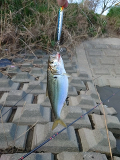 コノシロの釣果