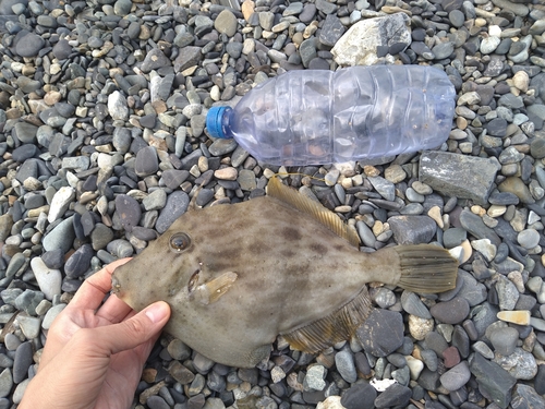 カワハギの釣果