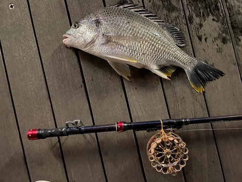 キビレの釣果