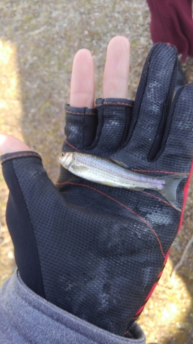 タモロコの釣果