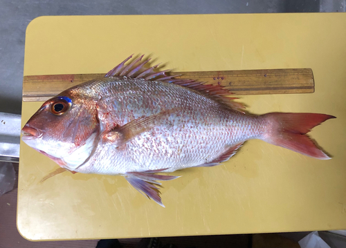 マダイの釣果