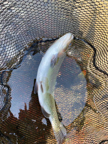 ニジマスの釣果