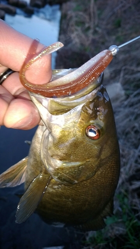 スモールマウスバスの釣果