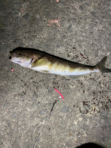 ホッケの釣果