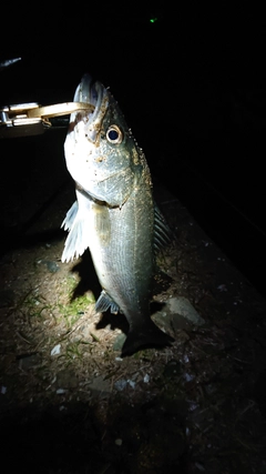 フッコ（マルスズキ）の釣果