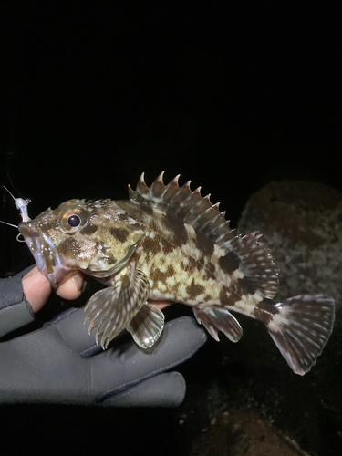 カサゴの釣果