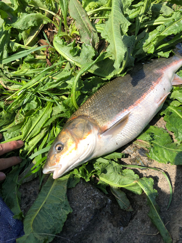 マルタウグイの釣果