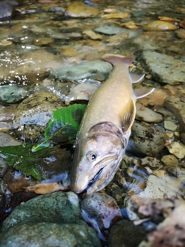 イワナの釣果