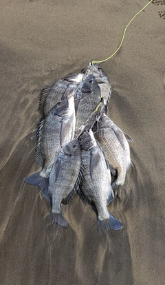 クロダイの釣果