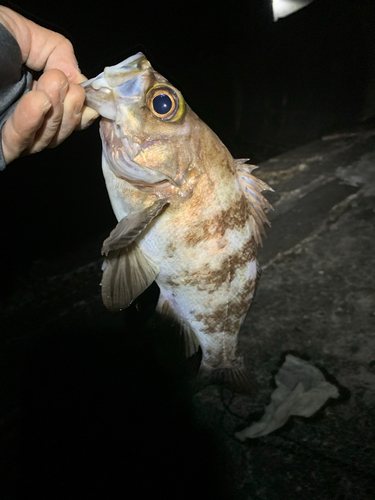 メバルの釣果