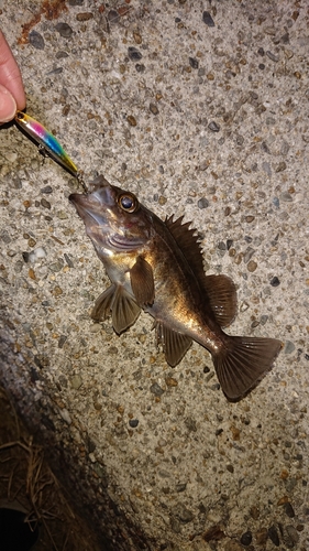 シロメバルの釣果