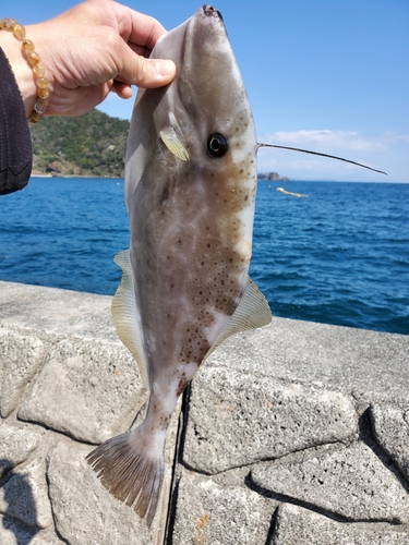 ウスバハギの釣果