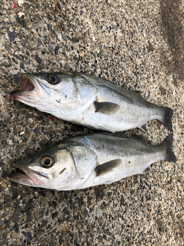 シーバスの釣果