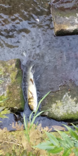 ニゴイの釣果