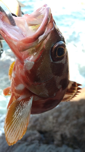 アカハタの釣果