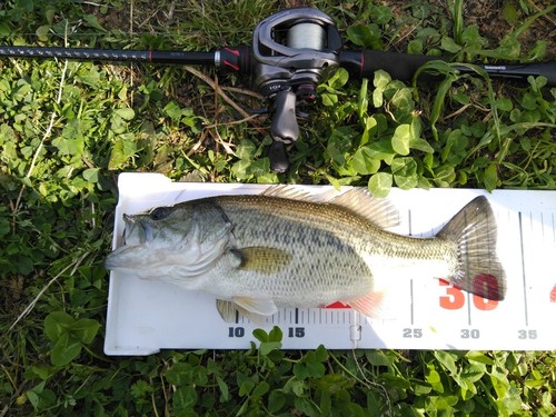 ブラックバスの釣果