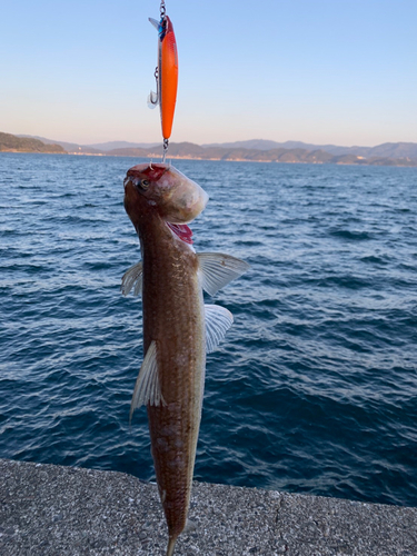 エソの釣果