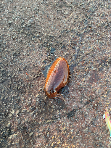 コウイカの釣果