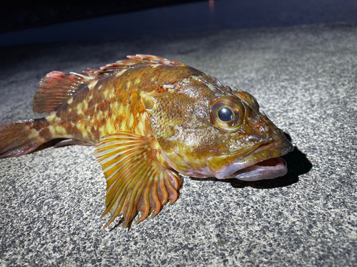 カサゴの釣果