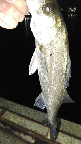 シロメバルの釣果