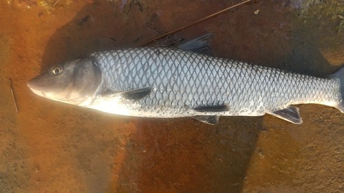 ニゴイの釣果