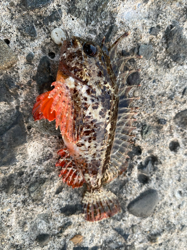 ウミタナゴの釣果