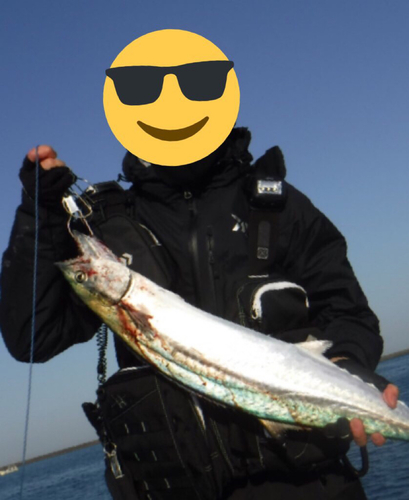 サワラの釣果