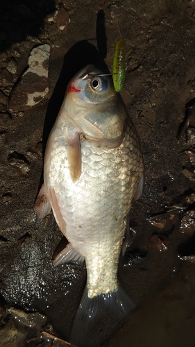 フナの釣果