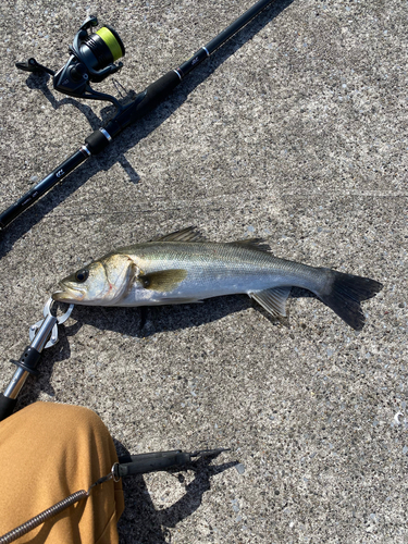 スズキの釣果