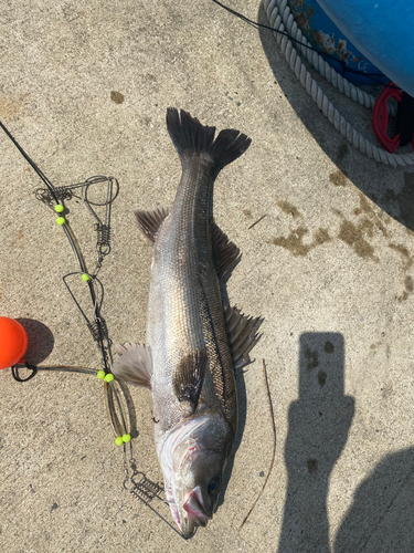 シーバスの釣果